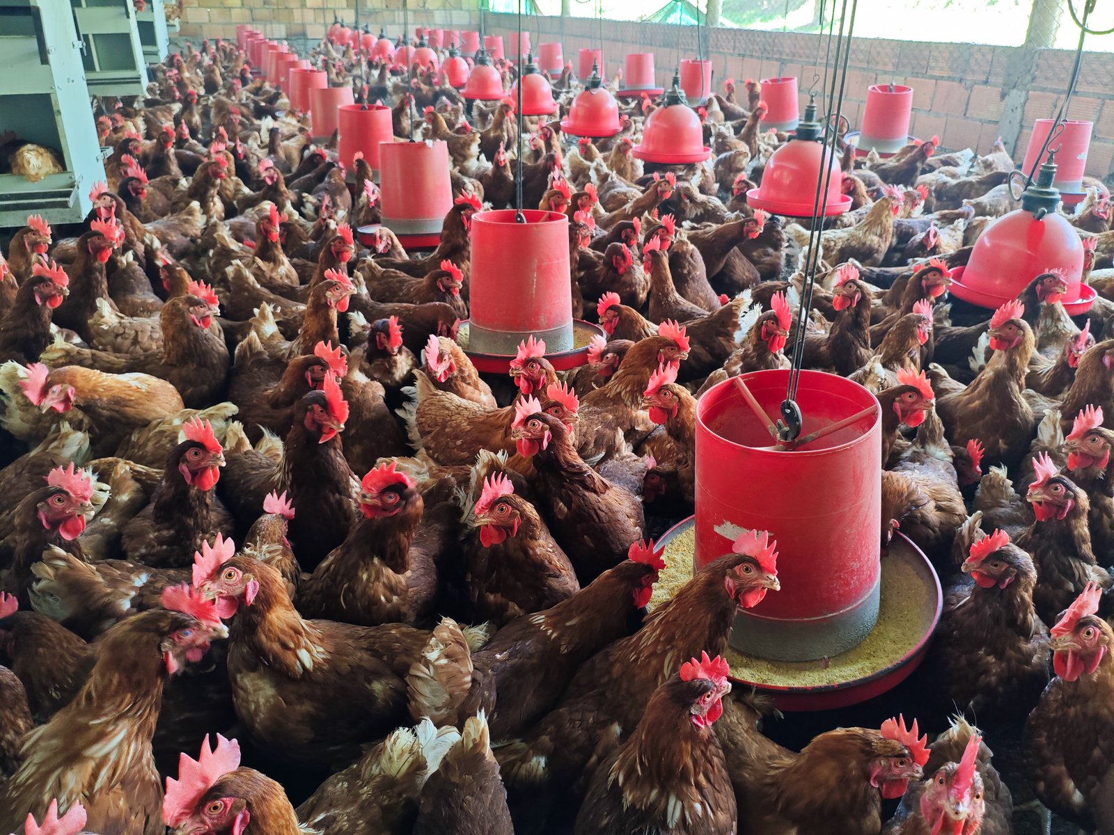 Instalaciones y aves de Granja Avícola C&R en Choachí