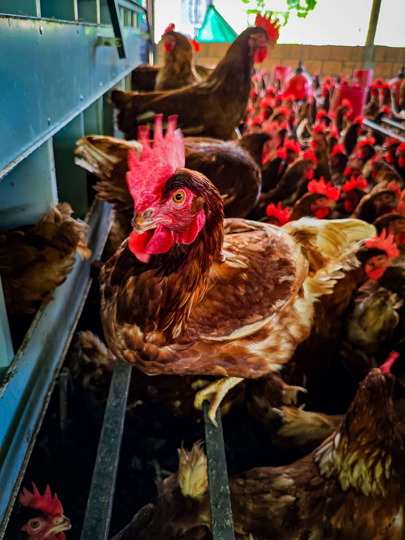 Huevos frescos en bandeja directo de la granja