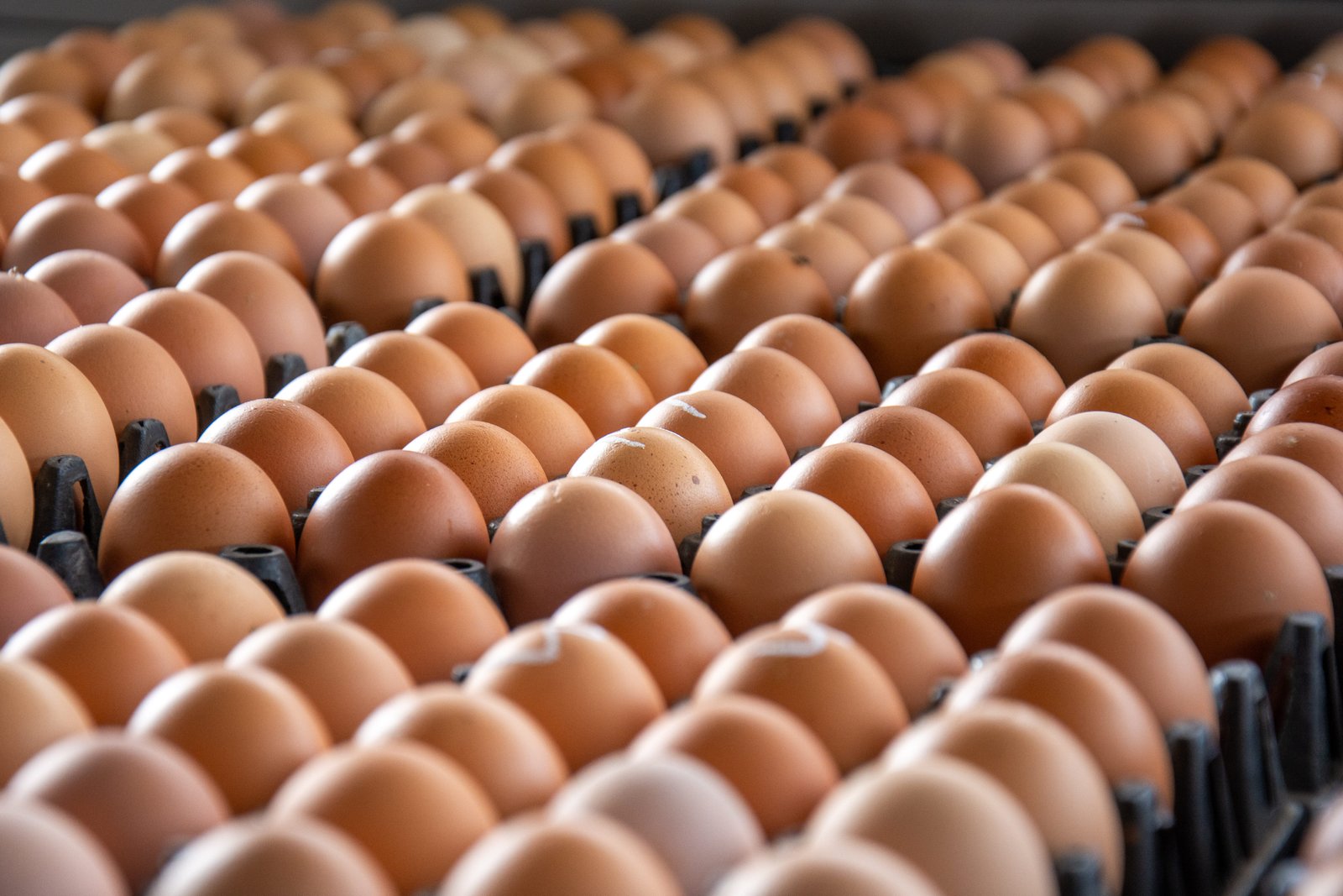 Huevos clasificados listos para distribución