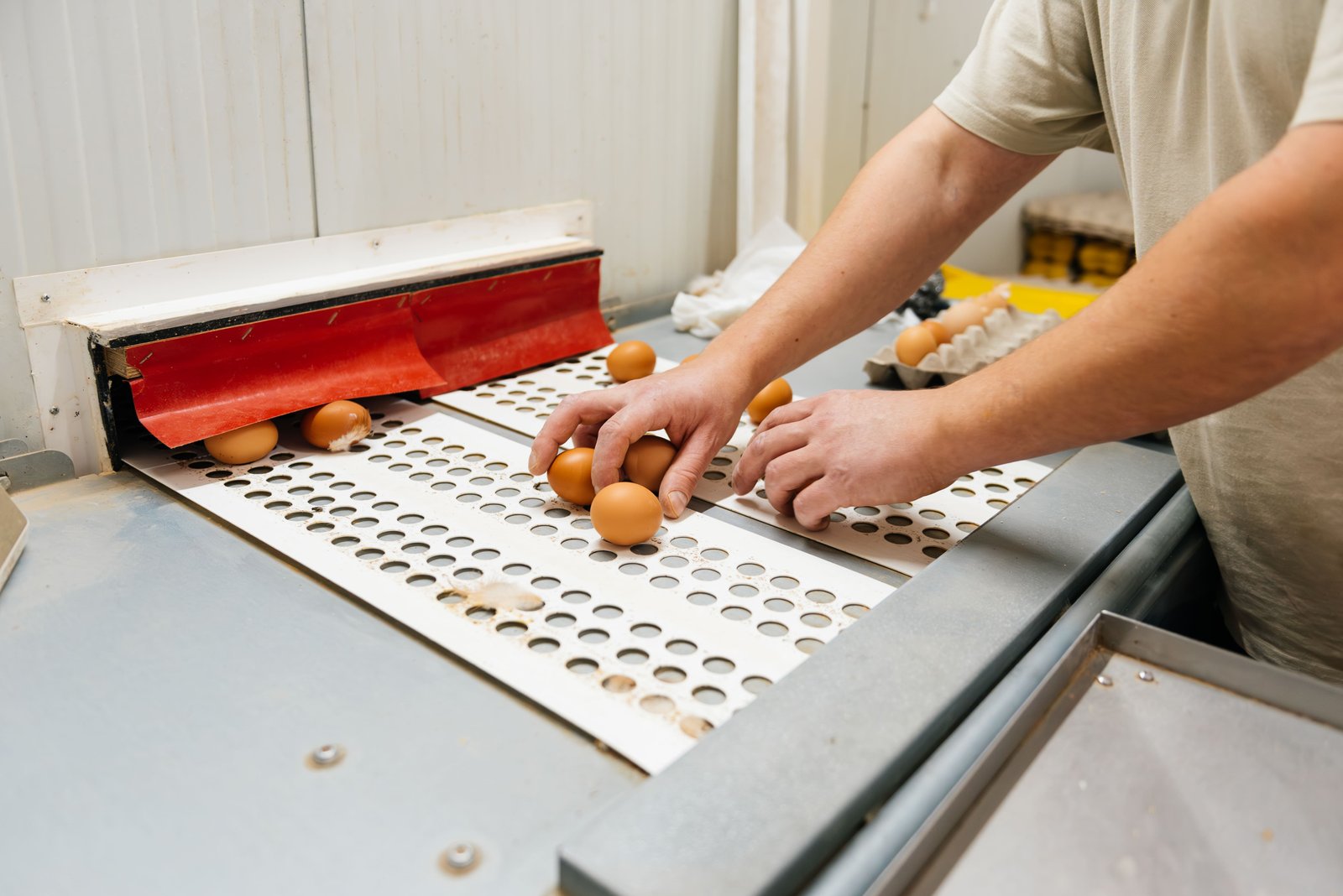 Proceso de producción y cuidado en la granja