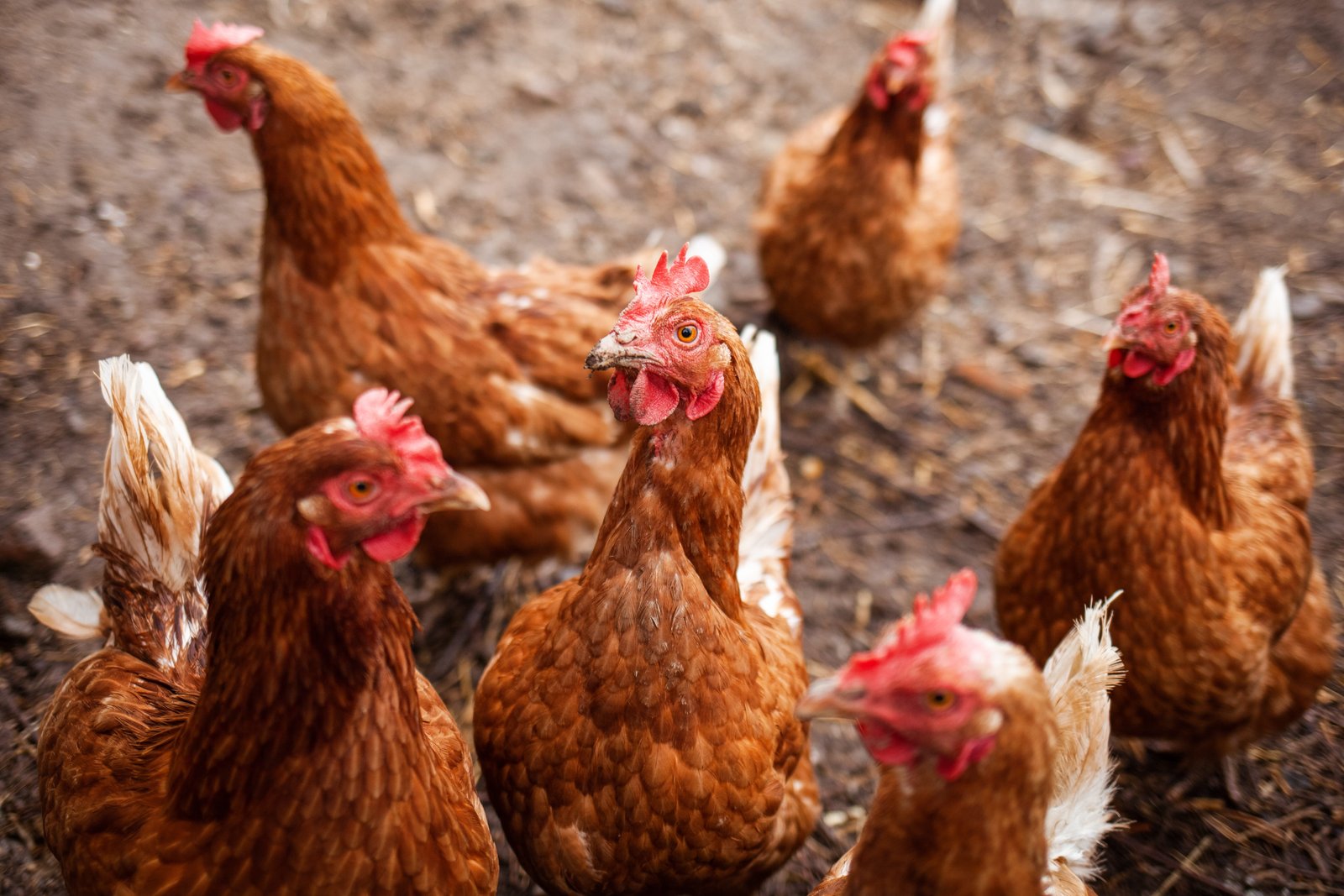 Entrega y distribución de huevos en Bogotá