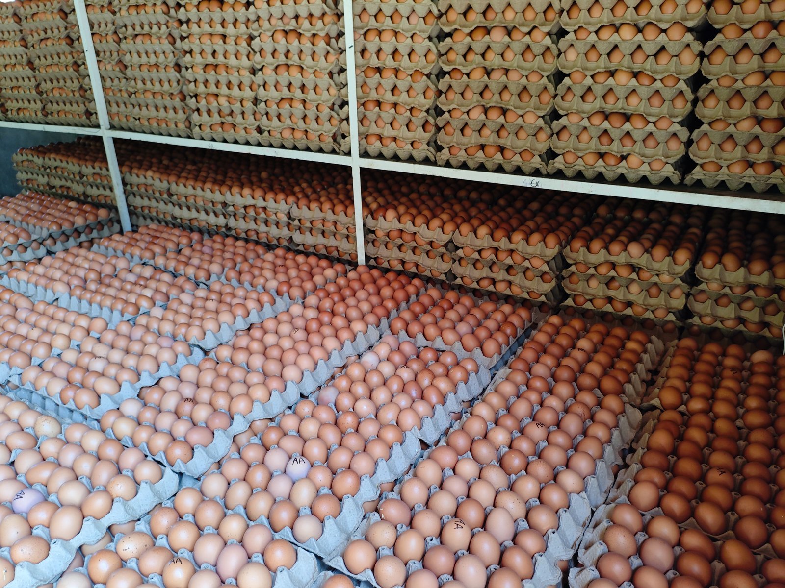 Granja avícola C&R en Choachí, Cundinamarca — nuestras instalaciones y aves